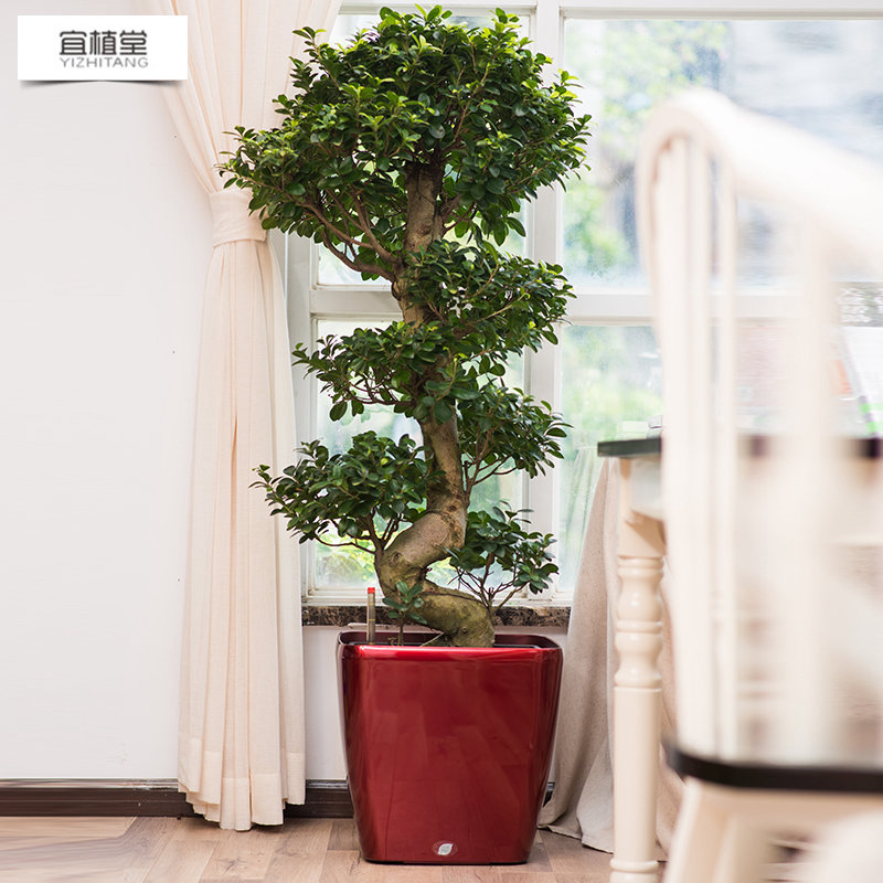 2002創意簡約方形自動吸水花盆桌面室內辦公室大號綠蘿花盆