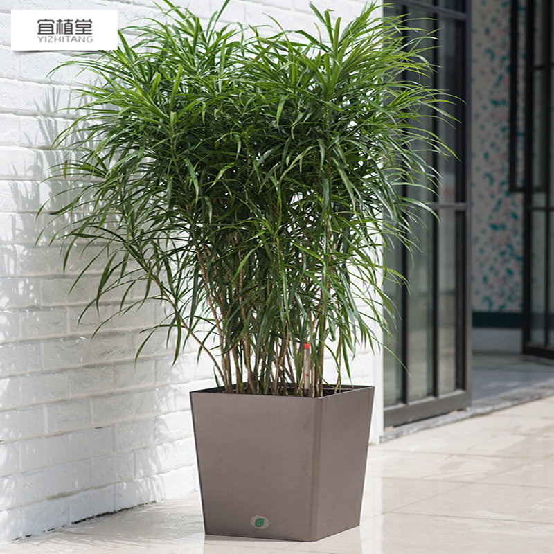 4003簡約自動吸水花盆烤漆方形多肉盆陽臺桌面懶人花盆塑料