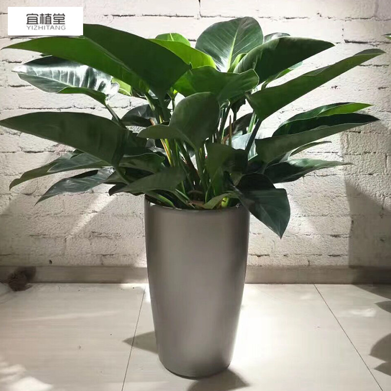 7001 自動澆灌創意塑料樹脂花盆 水培盆栽專用塑料樹脂花盆